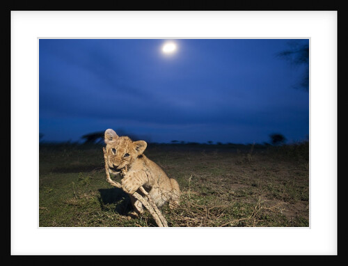 Lion cub at night by Anonymous
