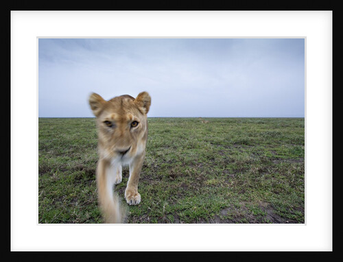 Curious Lion by Anonymous