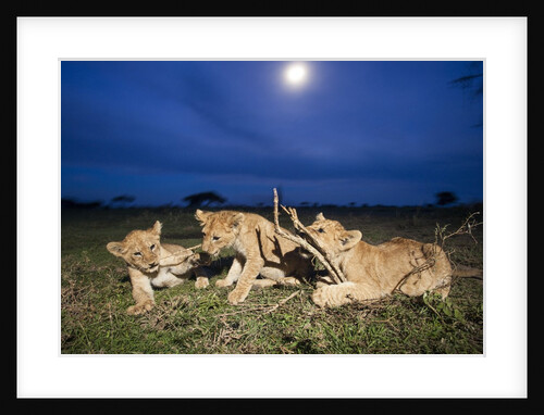 Lion cubs at night by Anonymous