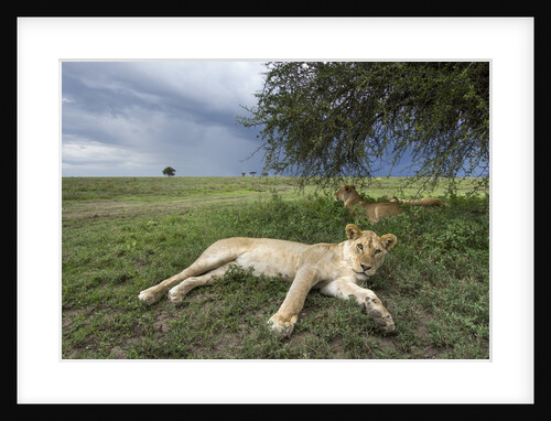Lioness resting on Savanna by Anonymous