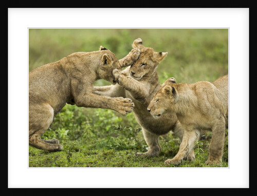 Lion cubs playing by Anonymous