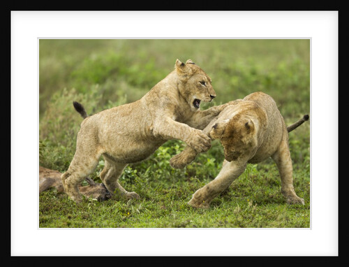 Lion cubs playing by Anonymous