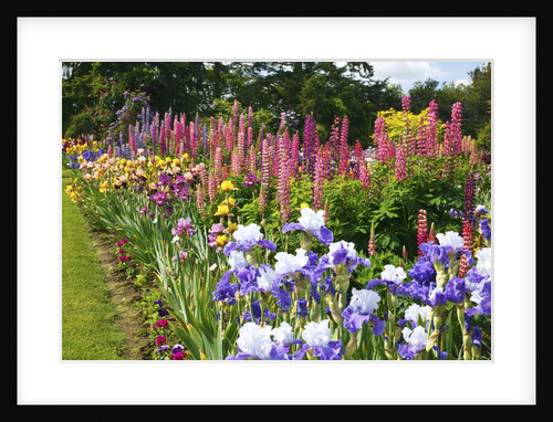 Schreiner Iris Gardens in Salem, Oregon by Anonymous