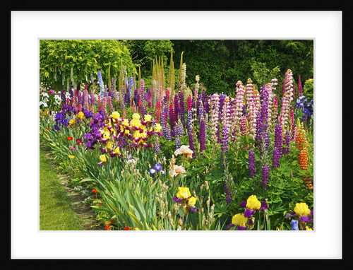 Schreiner Iris Gardens in Salem, Oregon by Anonymous