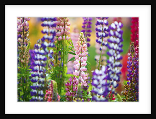 Schreiner Iris Gardens in Salem, Oregon by Anonymous