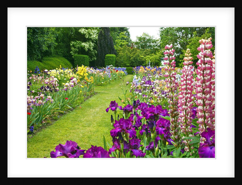 Schreiner Iris Gardens in Salem, Oregon by Anonymous