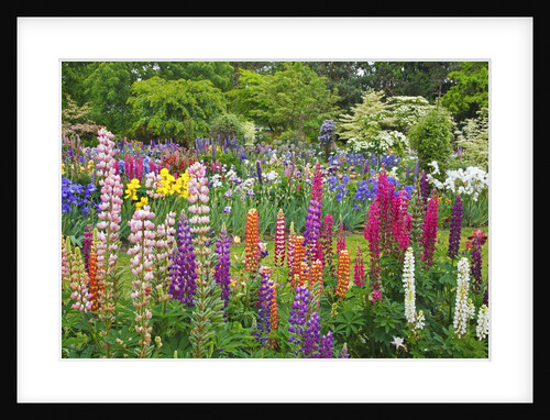 Schreiner Iris Gardens in Salem, Oregon by Anonymous