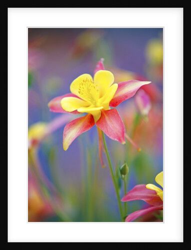 Schreiner Iris Gardens in Salem, Oregon by Anonymous