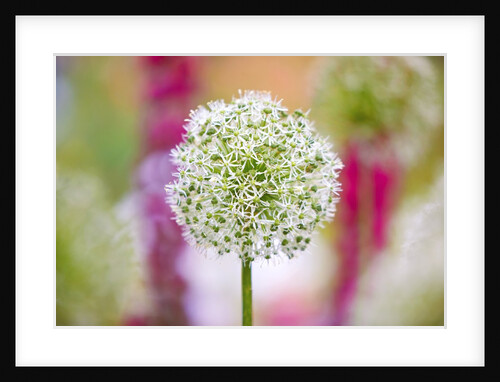 Schreiner Iris Gardens in Salem, Oregon by Anonymous