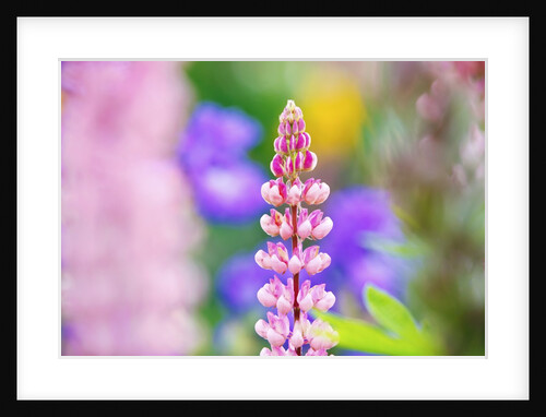 Schreiner Iris Gardens in Salem, Oregon by Anonymous