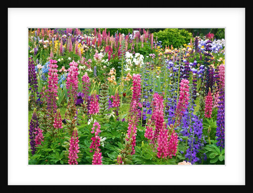 Schreiner Iris Gardens in Salem, Oregon by Anonymous