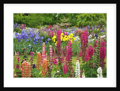 Schreiner Iris Gardens in Salem, Oregon by Anonymous