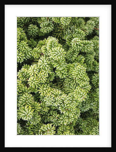 Spruce Shrub close-up, Washington, USA by Anonymous