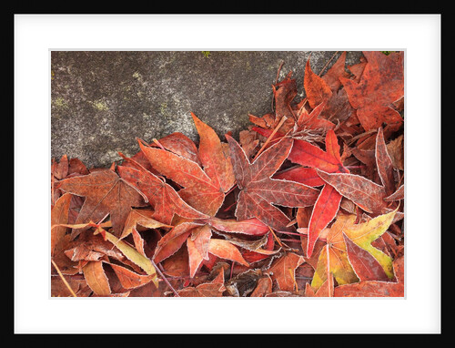 Maple Leaves covered in frost Mill Creek, Washington, USA by Anonymous