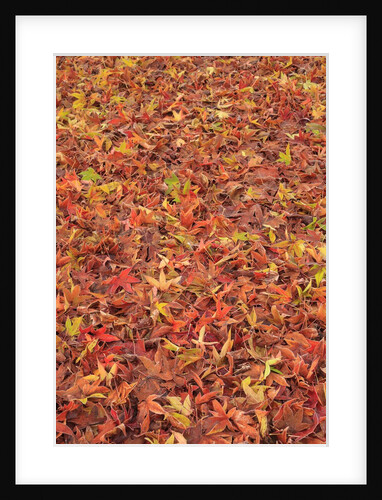 Maple Leaves carpet covered in frost Mill Creek, Washington, USA by Anonymous