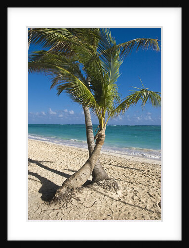 Palm trees on beach, Playa El Cortecito, Bavaro, Dominican Republic by Anonymous