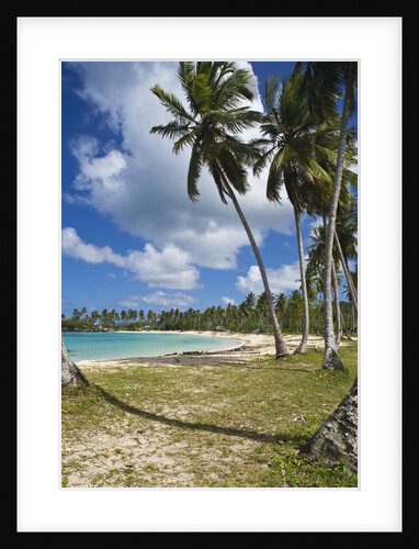 Tropical beach, Playa Rincon, Samana Peninsula, Dominican Republic by Anonymous