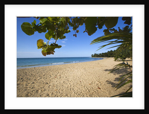Tropical beach, Las Terrenas, Dominican Republic by Anonymous