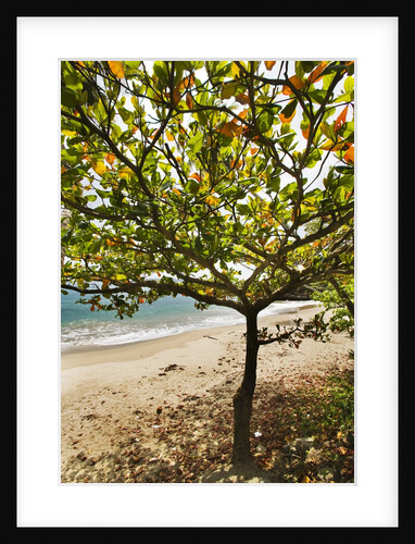 Tropical tree on beach, Samana Peninsula, Dominican Republic by Anonymous