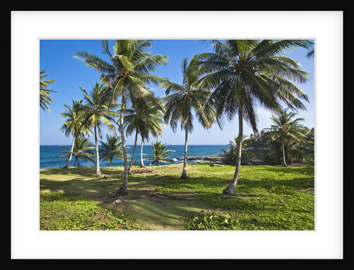 Tropical beach, Samana Peninsula, Dominican Republic by Anonymous