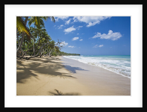 Tropical beach, Las Terrenas, Dominican Republic by Anonymous