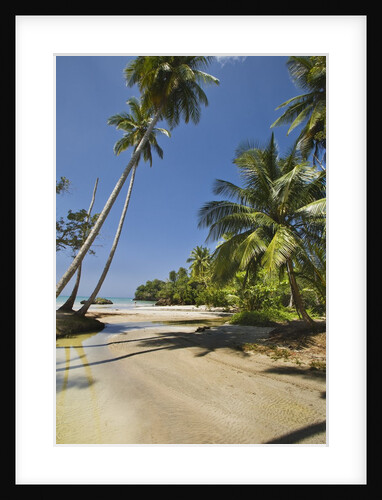 Tropical beach, Las Terrenas, Dominican Republic by Anonymous