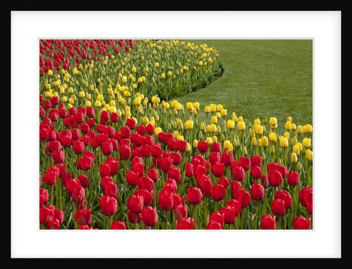 North America, United States, Washington, Mount Vernon, tulips in bloom at annual Skagit Valley Tuli by Anonymous