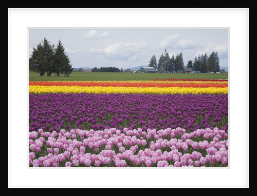 North America, United States, Washington, Mount Vernon, tulips in bloom at annual Skagit Valley Tuli by Anonymous