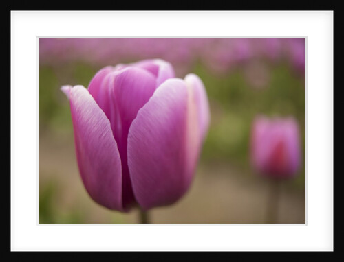North America, United States, Washington, Mount Vernon, pink tulip in field at annual Skagit Valley by Anonymous