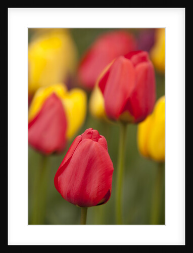 North America, United States, Washington, Mount Vernon, tulips in bloom at annual Skagit Valley Tuli by Anonymous