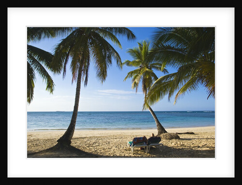 Palm trees on beach, Las Terrenas, Samana Peninsula, Dominican Republic by Anonymous