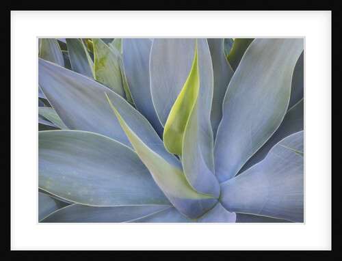 Agave Plants on the Island of Maui by Anonymous