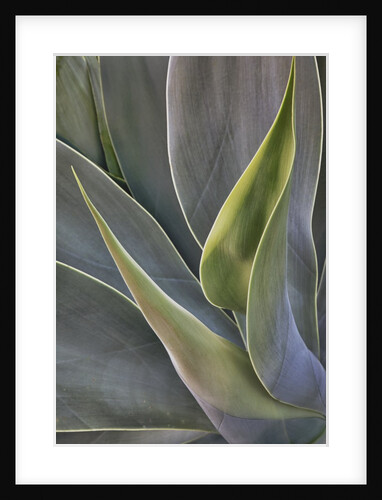 Agave Plants on the Island of Maui by Anonymous