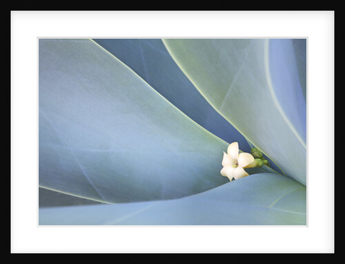 Agave Plants with lone Plumeria bloom on the Island of Maui by Anonymous