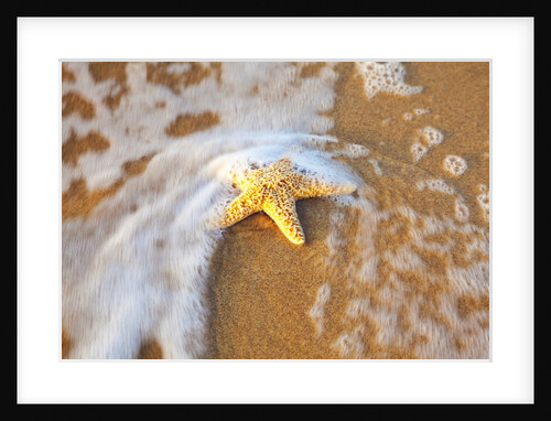 Starfish with evening surf rolling in by Anonymous