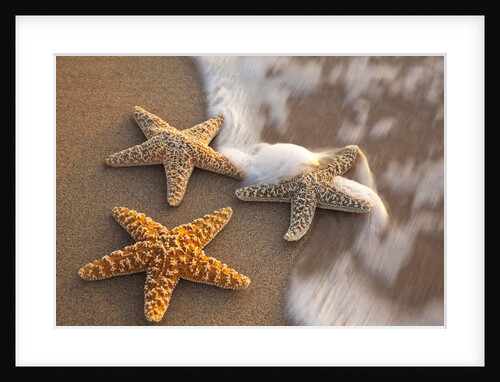 Starfish with evening surf rolling in by Anonymous