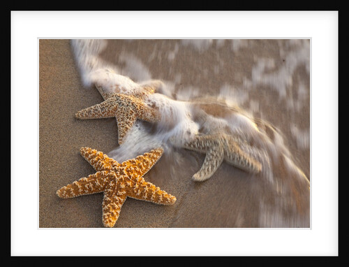 Starfish with evening surf rolling in by Anonymous