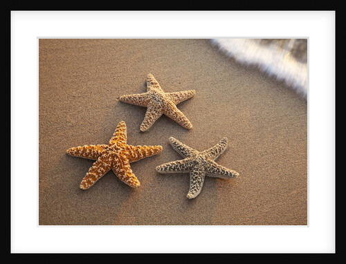 Starfish with evening surf rolling in by Anonymous