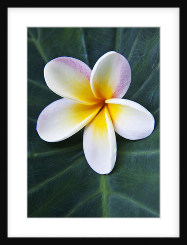 Plumeria Bloom on Large Leaf by Anonymous