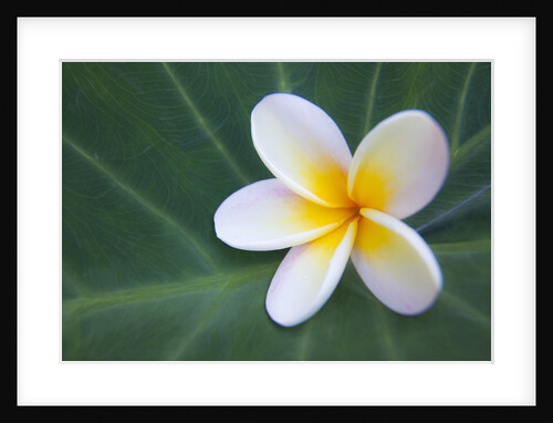 Plumeria Bloom on Large Leaf by Anonymous