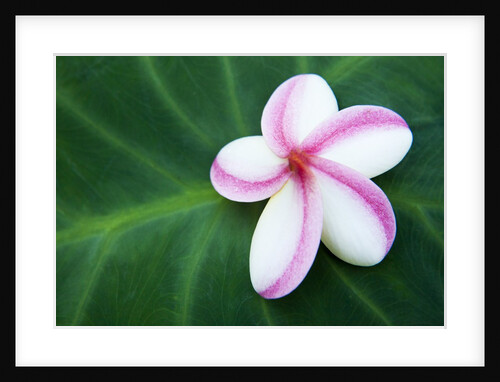 Plumeria Bloom on Large Leaf by Anonymous