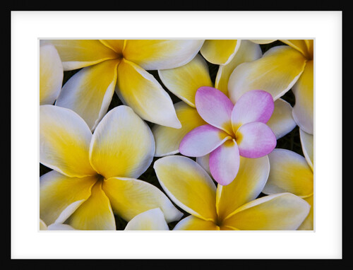 Plumeria flowers in bloom by Anonymous