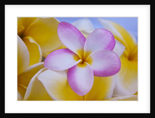 Plumeria flowers in bloom by Anonymous