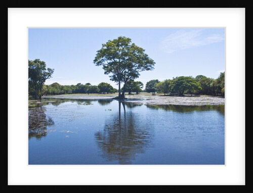 Lagoon in front of Pousada Rio Mutum, Mato Grosso, Brazil by Anonymous