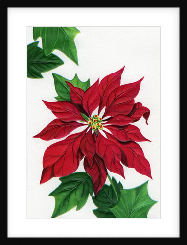 Vintage Illustration of Christmas Poinsettia by Anonymous