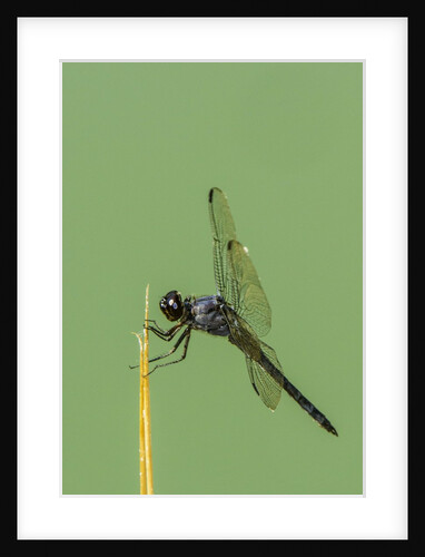 Dragonfly by Anonymous