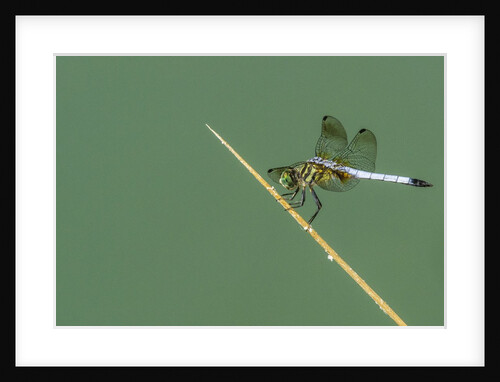 Dragonfly by Anonymous