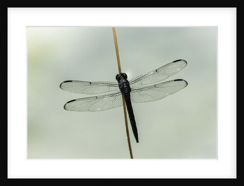 Dragonfly by Anonymous