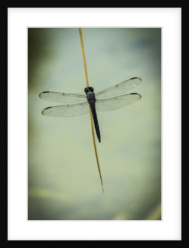 Dragonfly by Anonymous