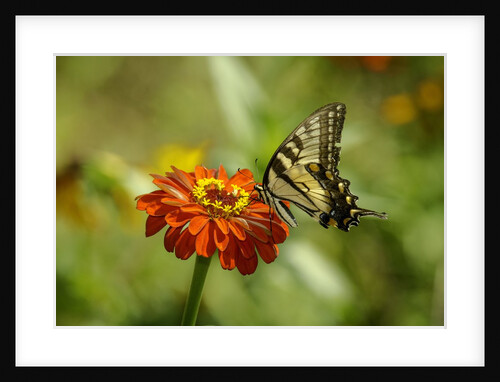 Swallowtail Butterfly by Anonymous